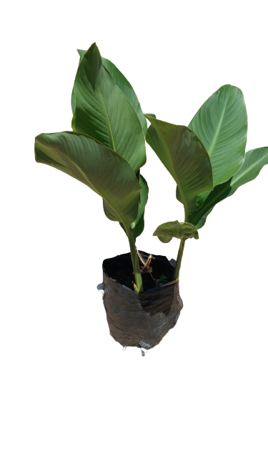 Canna 10L