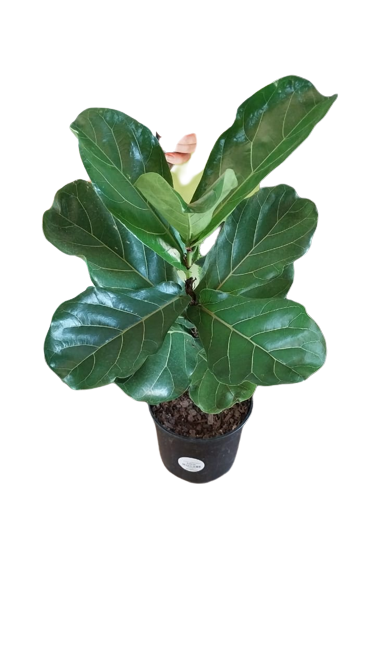 Ficus Lyrata Various