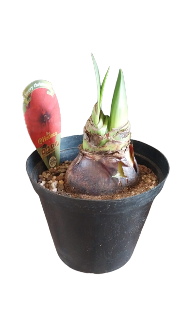 Amaryllis 15cm