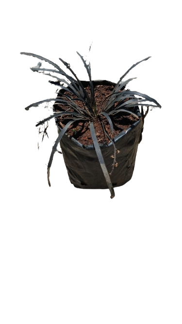 Mondo Black dragon 1L