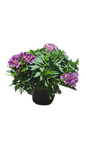Alstroemeria (Princess Lillies/Inca Lilly) - 19CM