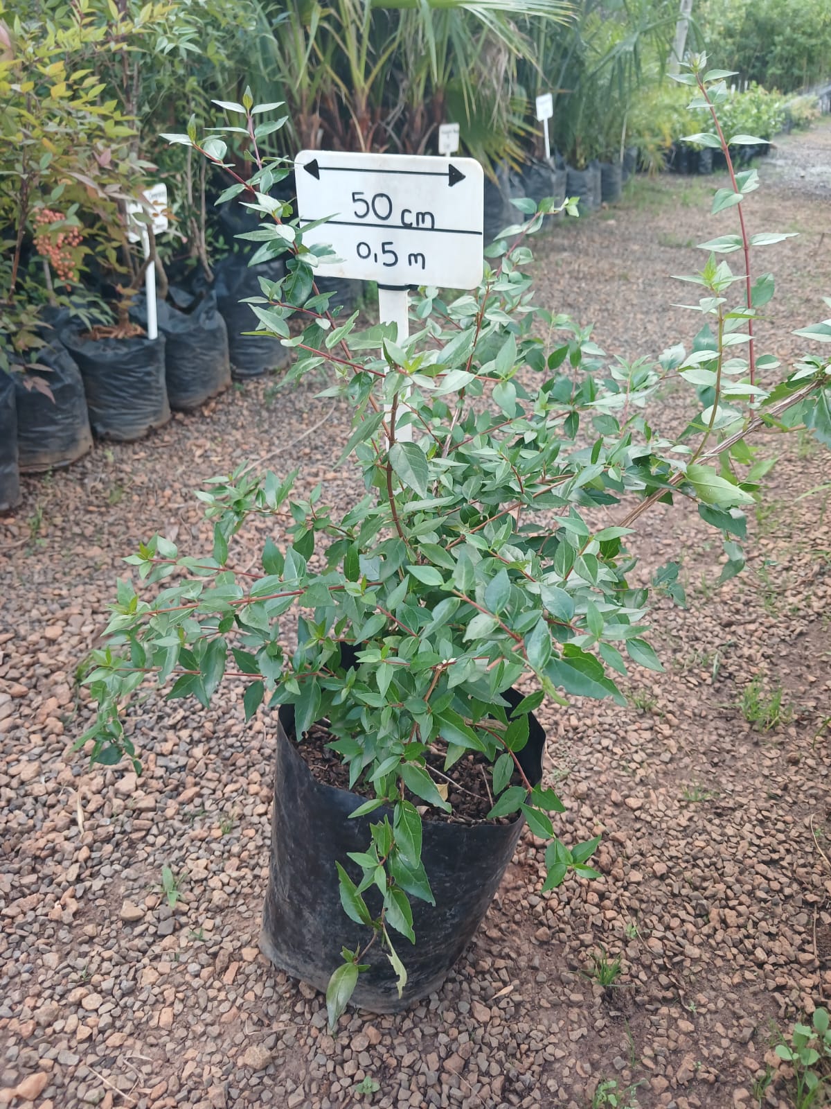 Abelia Grandiflora 10L