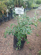 Abelia Grandiflora 10L