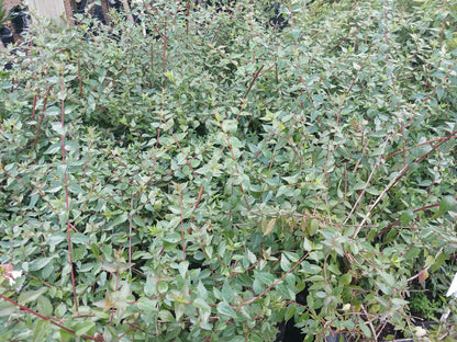 Abelia Grandiflora 10L