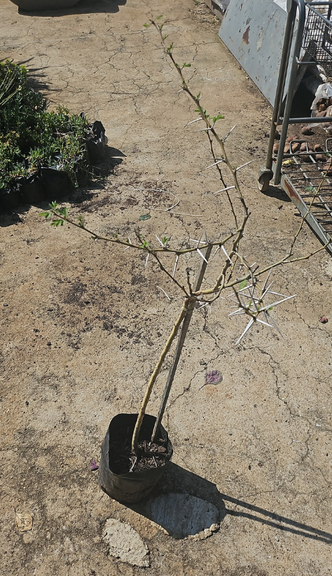 Acacia Seiberiana 5l