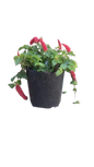 Acalypha Firetail 3L