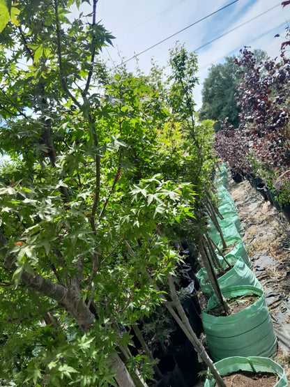 Acer Pulmatum 'Japanese Maple' 100L