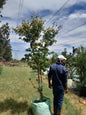 Acer Pulmatum 'Japanese Maple' 100L