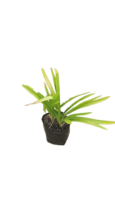 Agapanthus Various 4L