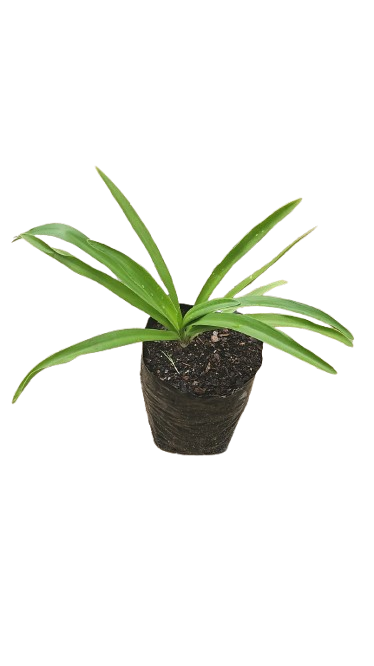 Agapanthus Various 4L