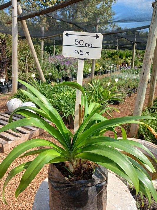 Agapanthus Large Blue 10L