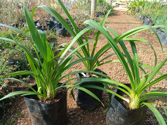 Agapanthus Large Blue 4L