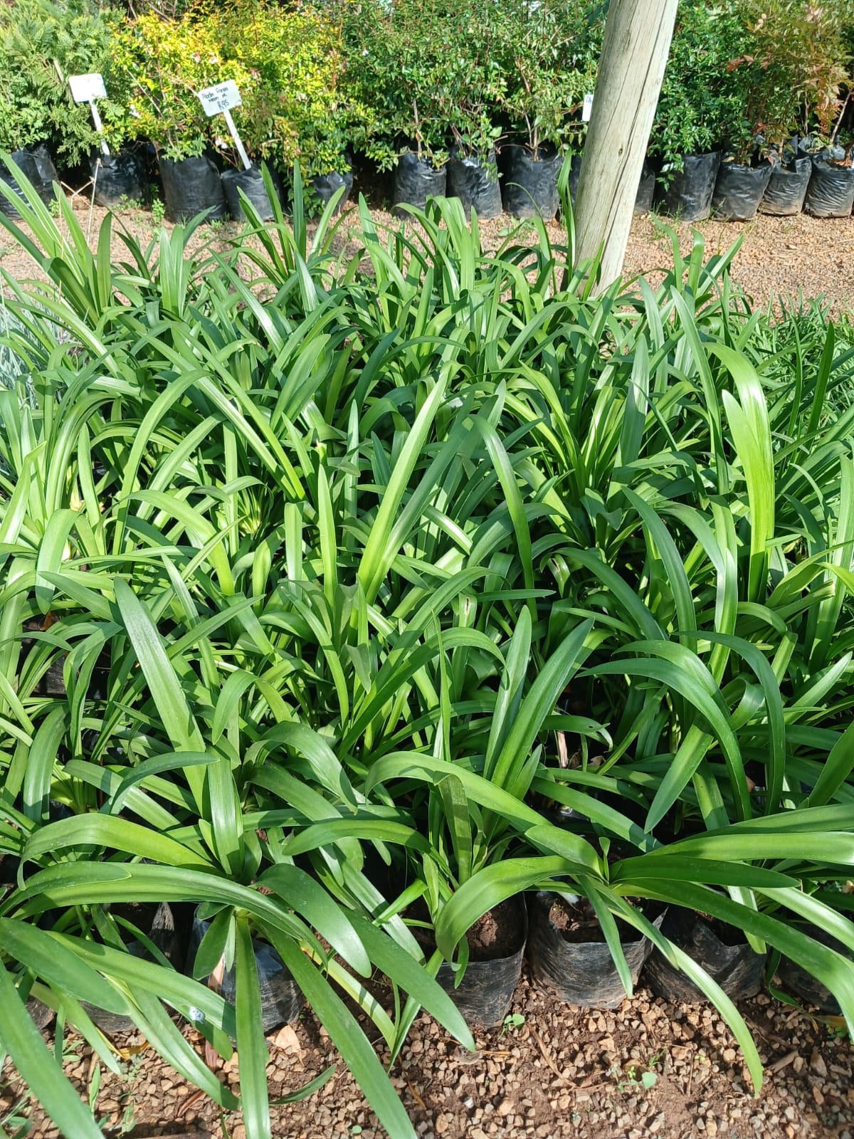 Agapanthus Large Blue 4L