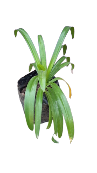 Agapanthus Various