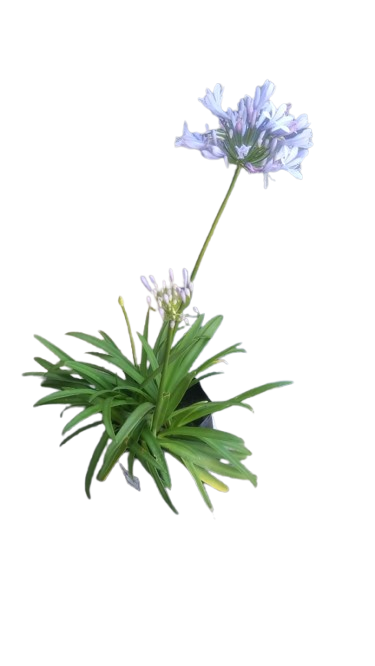 Agapanthus Various 4L