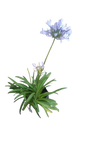 Agapanthus Various 4L