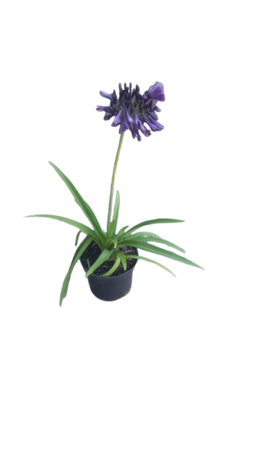 Agapanthus Black Jack 19cm