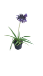 Agapanthus Black Jack 19cm