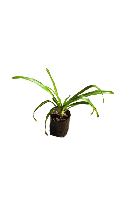 Agapanthus Preacox Blue 4L