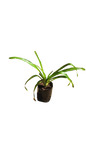 Agapanthus Preacox Blue 4L