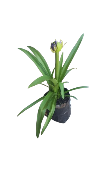 Agapanthus Various 4L