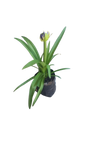 Agapanthus Various 4L