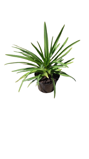 Agapanthus Black Jack 19cm