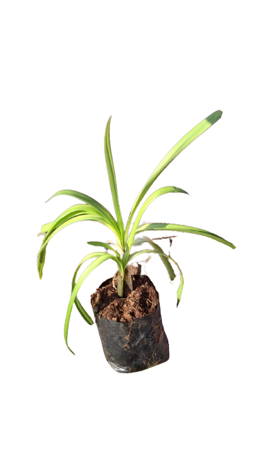 Agapanthus Giant 4L