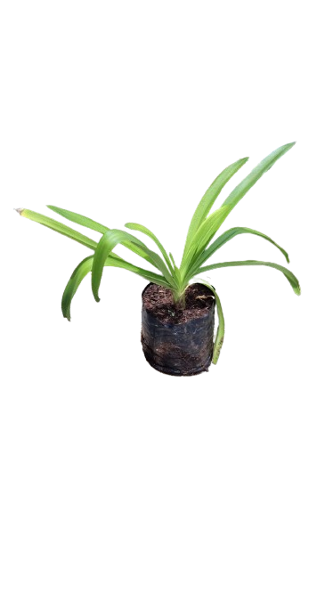 Agapanthus Giant 3L