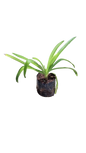 Agapanthus Giant 3L