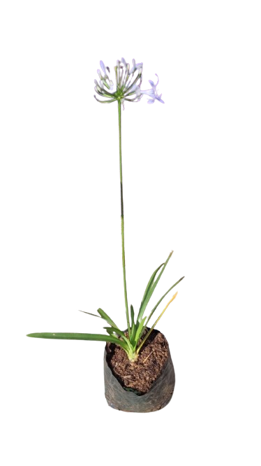 Agapanthus Nana 3L