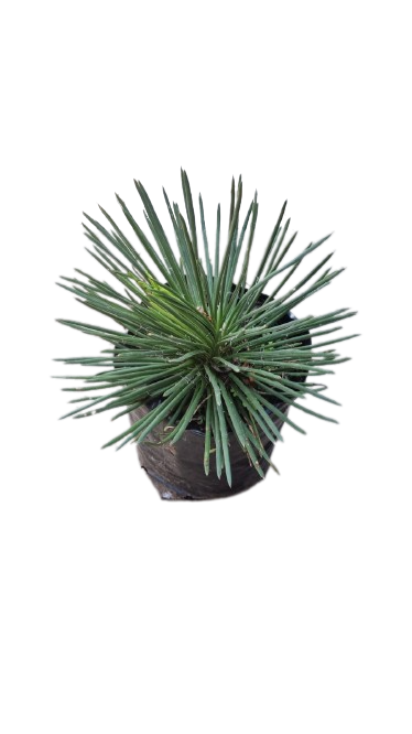 Agave Geminiflora - 10L