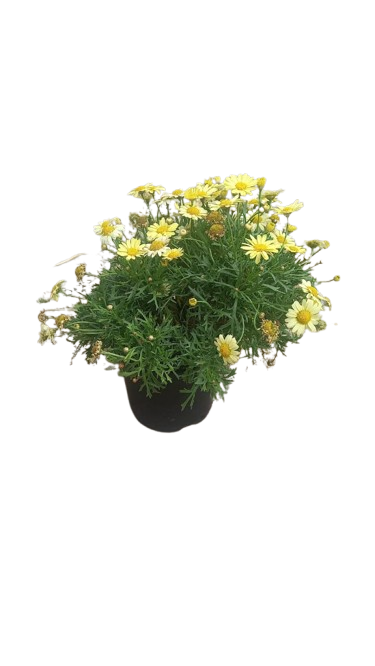 Argyranthemum Angelic Assorted 15cm