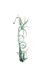 Air Plant on Metal Hook