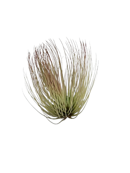 Tillandsia Airplant Mix Each