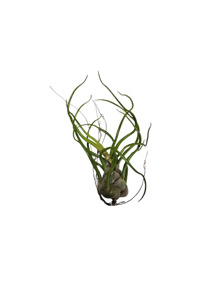 Tillandsia Airplant Mix Each