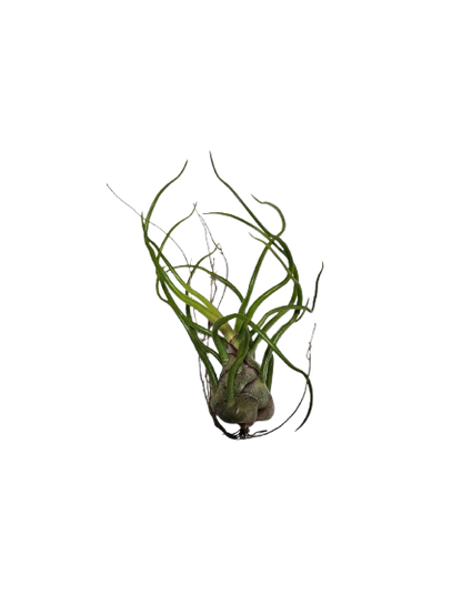 Tillandsia Airplant Mix Each