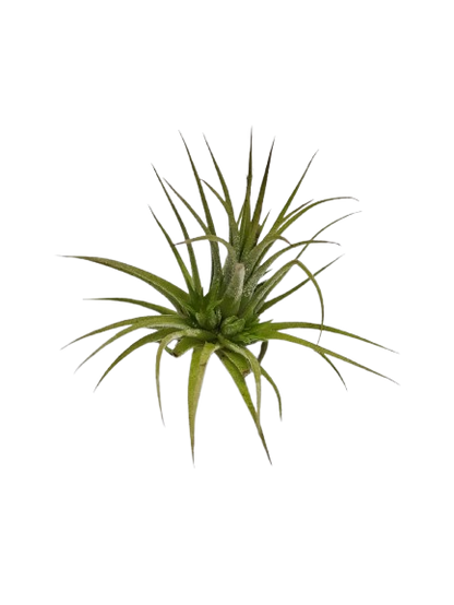 Tillandsia Airplant Mix Each