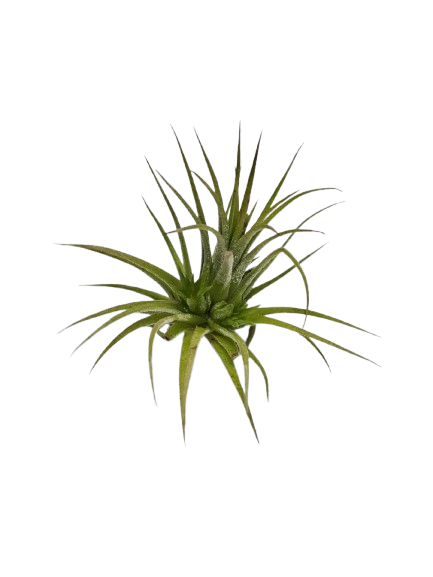 Tillandsia Airplant Mix Each