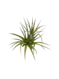 Tillandsia Airplant Mix Each