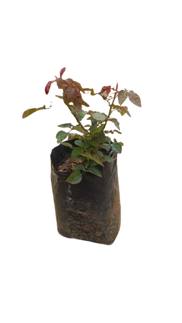 Alex Rose Red 5L