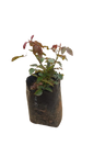 Alex Rose Red 5L