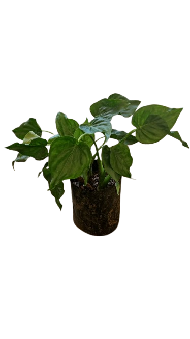 Alocasia Jade 10L