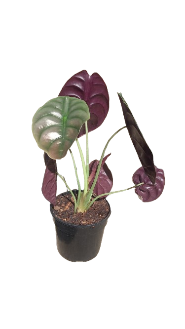 Alocasia Cuprea "Red Secret" 14cm