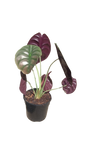 Alocasia Cuprea "Red Secret" 14cm