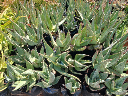 Aloe Marlothii 'Mountain Aloe' 10L