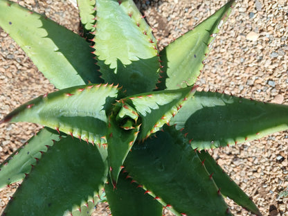Aloe Spectabelis 10L