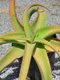 Aloe Venbelini 10L