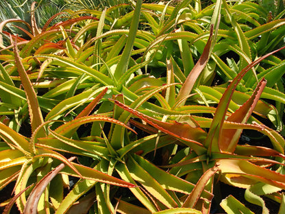 Aloe Venbelini 10L