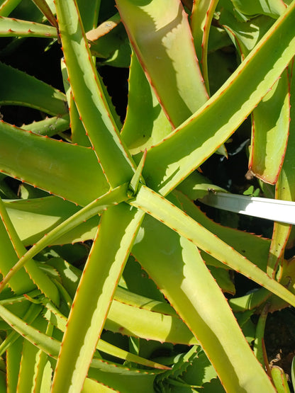 Aloe Venbelini 10L
